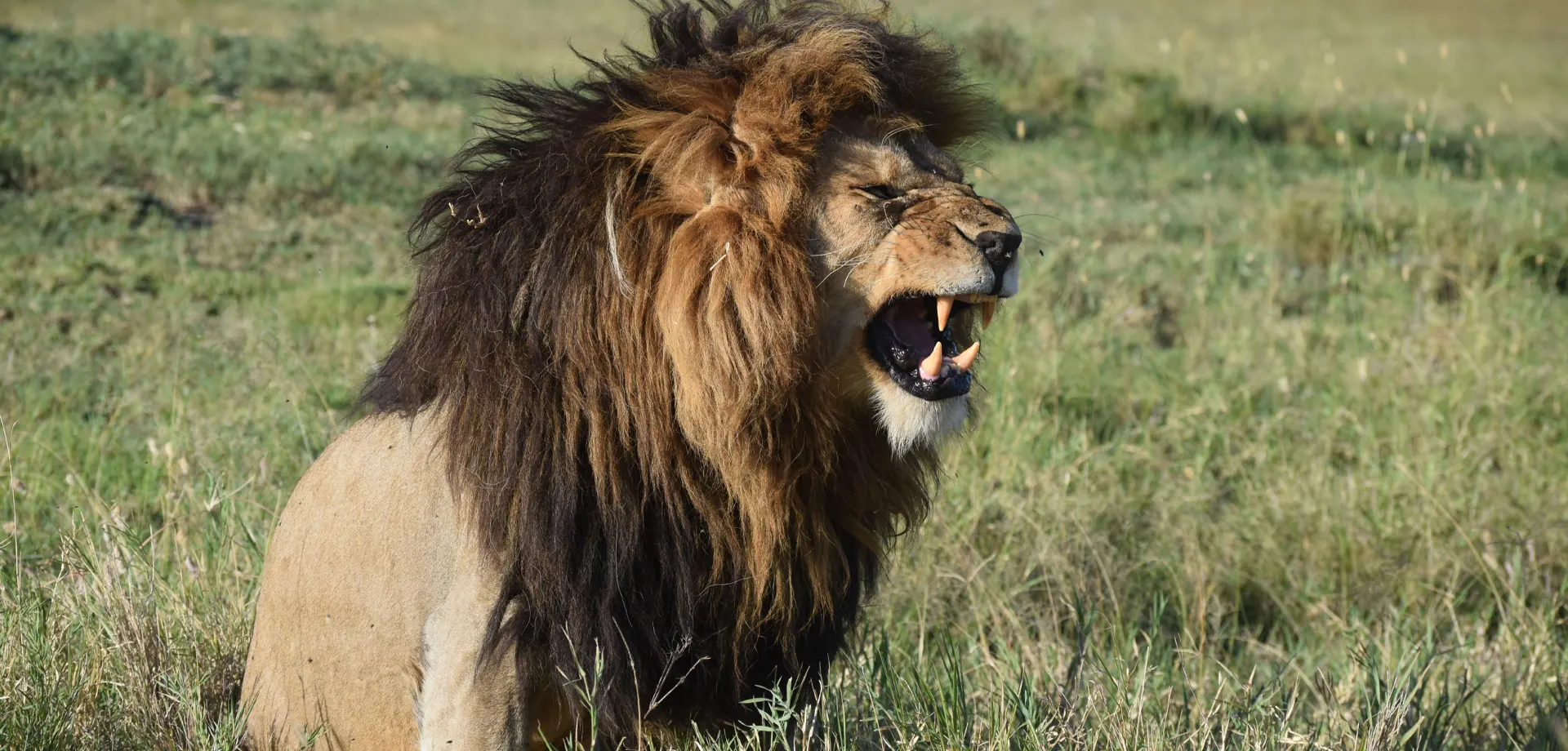 4 Days Wildebeest Calving Safari