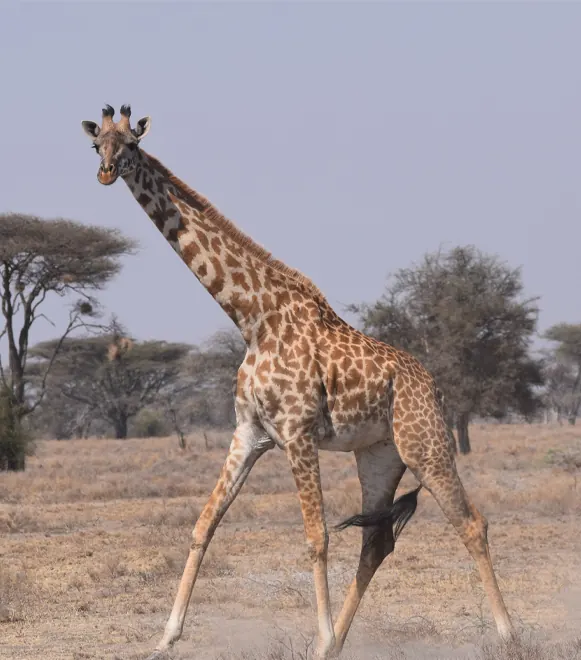 8-Day Serengeti Great Migration Safari