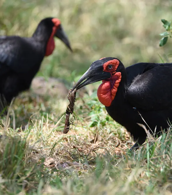 2-Day Tarangire and Ngorongoro Private Safari